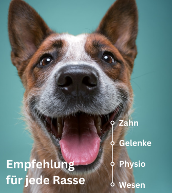Empfehlung für jede Rasse